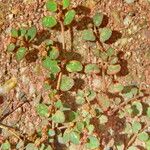 Euphorbia thymifolia Blatt