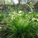 Carex elongata Foglia