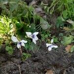 Viola rostrata Flower