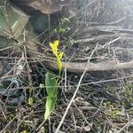 Habenaria tridactylites Flor
