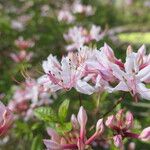 Rhododendron periclymenoides Virág