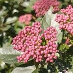 Viburnum rigidum Fleur