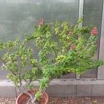 Bougainvillea spectabilisFloro