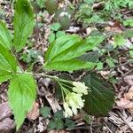 Cardamine enneaphyllos Flower