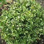 Sarcococca orientalis Vivejo