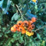 Pyracantha angustifolia Ffrwyth