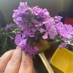 Phlox pilosa Květ