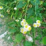 Erigeron strigosusCvet