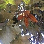 Brachychiton discolor Hoja