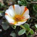 Portulaca umbraticola Květ