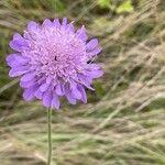 Knautia arvensis Цвят