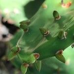Opuntia humifusa पत्ता