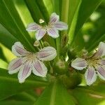 Scaevola taccada Flower