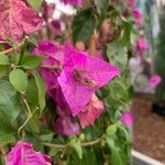 Bougainvillea glabraBlüte