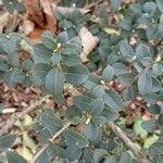 Osmanthus delavayi Levél