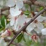 Prunus fruticosa Blomma