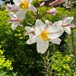 Lilium regale Çiçek