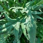 Cynara cardunculus Folla