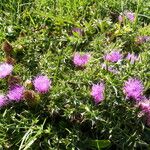 Cirsium acaulon आदत