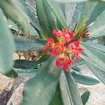 Euphorbia milii Flower