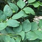 Halleria lucida Hoja