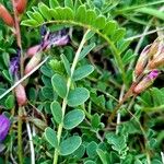 Astragalus monspessulanus Leaf
