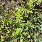 Berula erecta Leaf