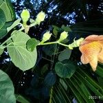 Hibiscus elatus Levél