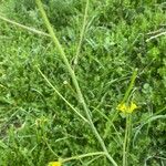 Sisymbrium orientale Plod