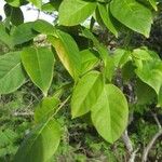 Bursera simaruba ഇല