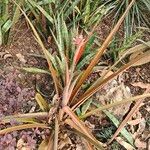 Ananas comosus Leaf