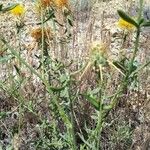 Centaurea ornata 叶