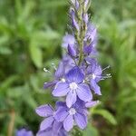 Veronica teucrium Квітка