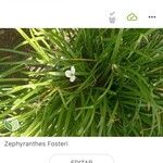 Zephyranthes candida Leaf