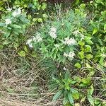 Doellingeria umbellataFlower