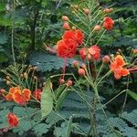 Caesalpinia pulcherrima Flower