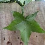 Liquidambar styraciflua葉