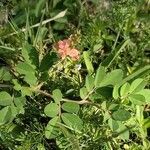 Indigofera hirsuta Blüte