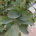 Psidium guajava Blad