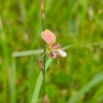 Alysicarpus bupleurifolius Flor