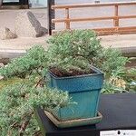 Juniperus procumbens Leaf