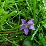 Viola × melissifolia Flower