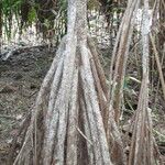 Pandanus tectorius Rinde