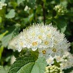 Physocarpus capitatus Flower