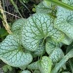 Brunnera macrophyllaبرگ