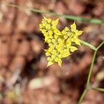 Bupleurum baldense Квітка