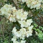 Rhododendron albiflorum പുഷ്പം