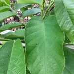 Castilla elastica Leaf