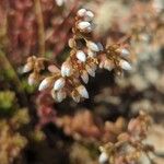 Sedum albumBlomst