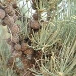 Allocasuarina humilis Fruit